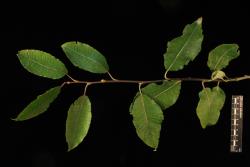 Salix caprea. Upper leaf surfaces.
 Image: D. Glenny © Landcare Research 2020 CC BY 4.0